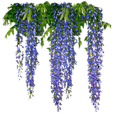 flor wisteria  azul gif dubravka4 - 無料のアニメーション GIF