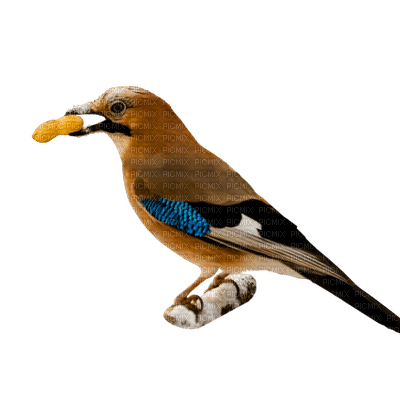 oiseaux - nemokama png