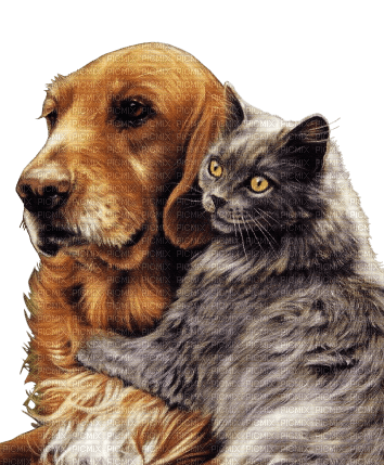 dog and cat - png ฟรี