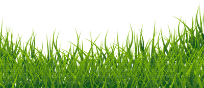 Kaz_Creations Garden-Deco-Grass - zadarmo png