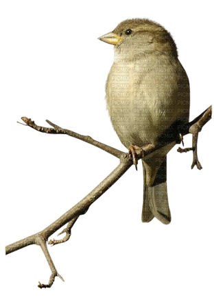 bird - darmowe png