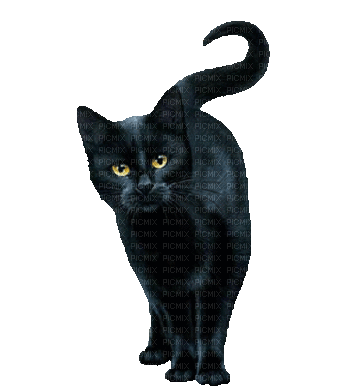 BLACK CAT - GIF เคลื่อนไหวฟรี