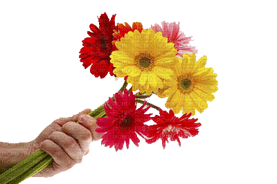 Kaz_Creations Deco Flowers Flower Colours - GIF animé gratuit
