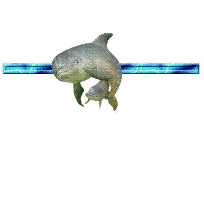 barre dauphin - Ilmainen animoitu GIF
