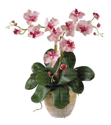 fleurs - zadarmo png