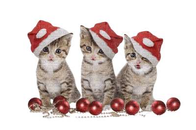 cat chat katze animal christmas noel tube deco - безплатен png