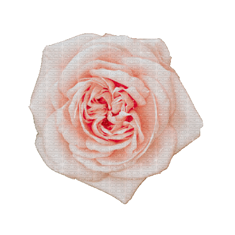 Rose - Gratis animeret GIF