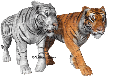 tygrysy - GIF animado grátis