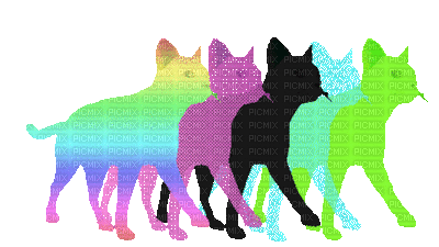 cats - Бесплатный анимированный гифка