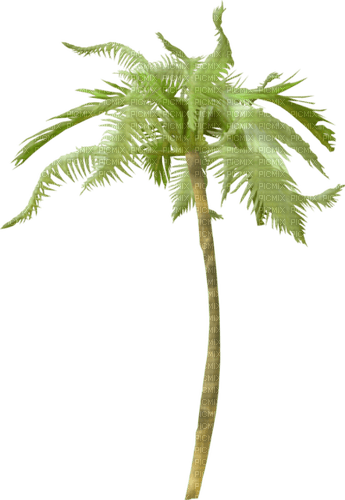 dolceluna summer tree palm deco png - 無料png