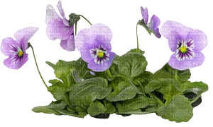Pansies.Flowers.Fleurs.lilac.plant.Victoriabea - png gratuito