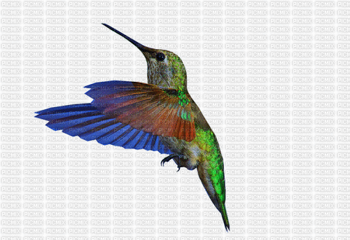 oiseau colibri gif - Animovaný GIF zadarmo