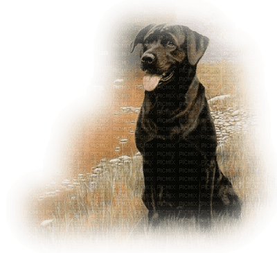 chien/dog - 免费PNG