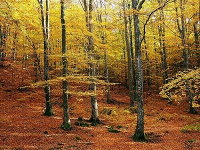maisema landscape syksy autumn - zdarma png