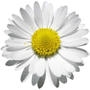 daisy flower SPRING marguerite fleur printemps - Free PNG