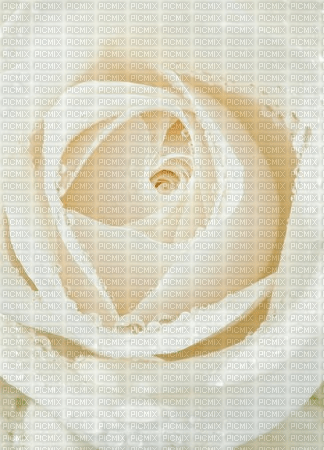 rosa bianca - zadarmo png