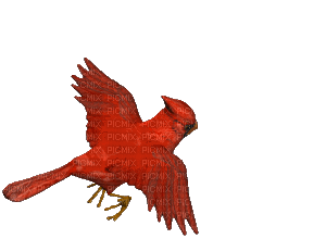 parrot - Nitsa P - Безплатен анимиран GIF