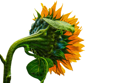 sunflower, flower, fleur, kukka - PNG gratuit