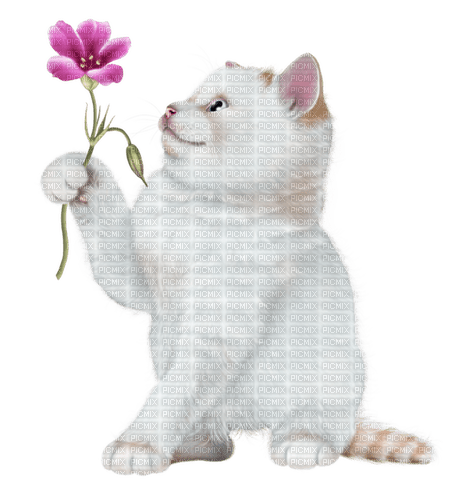dolceluna spring cat vintage deco pink flower - 無料png