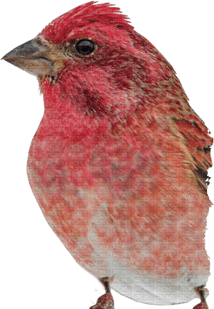 Kaz_Creations Bird - png ฟรี
