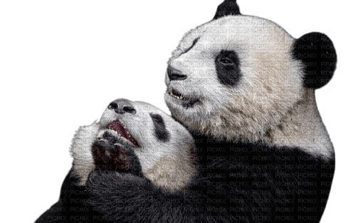 Panda - ilmainen png