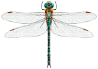dragonfly - png gratuito