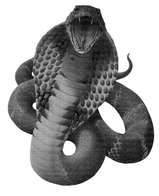 snake - PNG gratuit