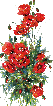 red poppies - Бесплатни анимирани ГИФ