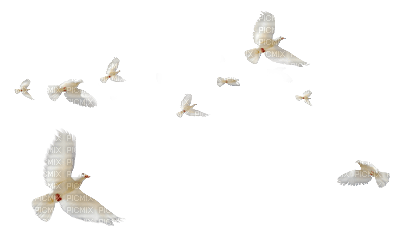 oiseau - Free PNG