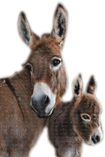 Donkey - besplatni png