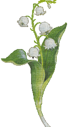 Lily of the valley - Gratis animerad GIF