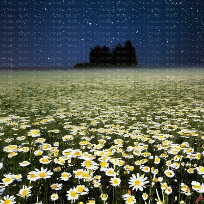 Daisy Field at Night - ücretsiz png