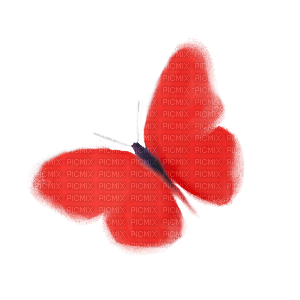 butterfly - 無料png