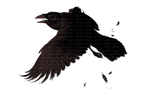 Raven - zdarma png