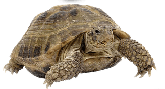 kilpikonna, turtle - 無料png