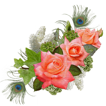 kikkapink pink roses peacock feather spring - ilmainen png