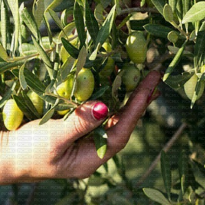 olives bp - bezmaksas png