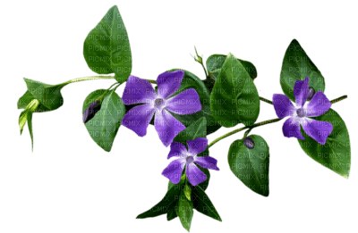 fleur - darmowe png