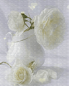 Fleur Blanche. - Ücretsiz animasyonlu GIF