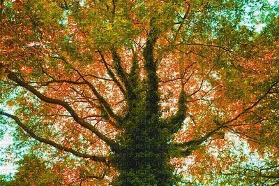 syksy  autumn  landscape  maisema - gratis png