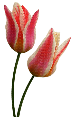 tulipes web charmille - png ฟรี