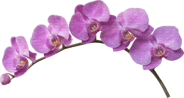 Kaz_Creations Deco Flowers Purple - png gratuito