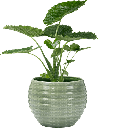 Plante - png gratuito
