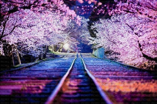 train tracks sakura trees path - zadarmo png