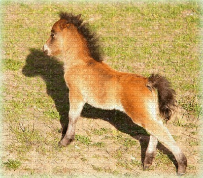 chevaux - darmowe png