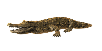 krokotiili, crocodile - gratis png