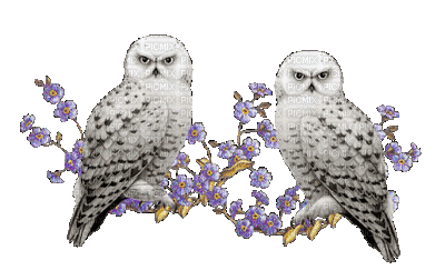 owl bp - GIF animé gratuit