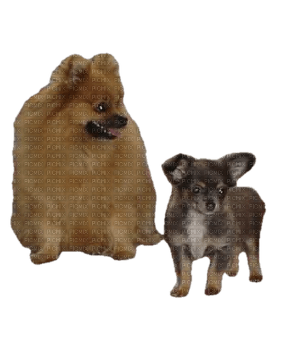 Pomeranian/Chihuahua - darmowe png