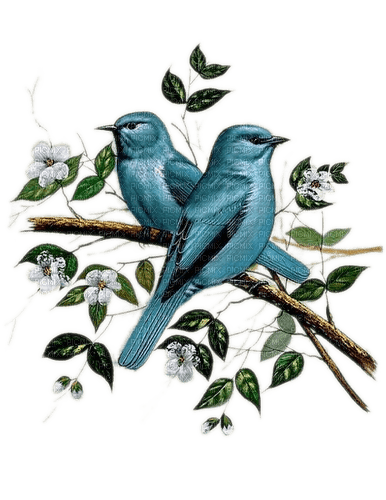 Vögel, Türkisblau, Blüten, Birds - gratis png
