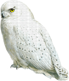 Kaz_Creations Owls Owl Birds Bird - besplatni png